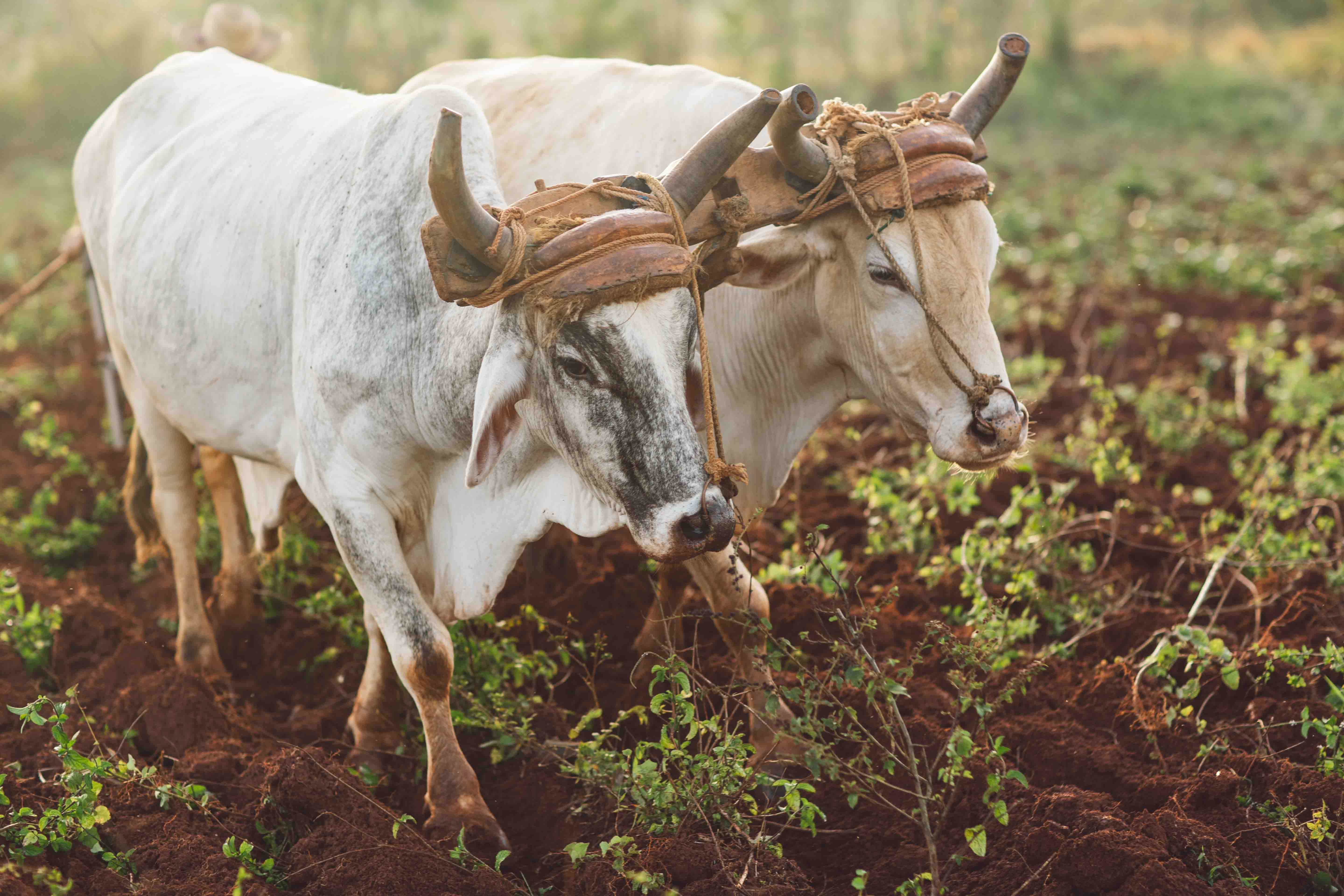 Global Climate Change Alliance Plus